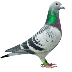 Pigeon